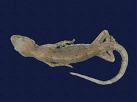 藏品(龜山壁虎)的圖片